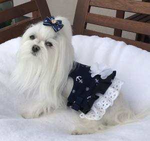 Kleidchen Shirt SEA VOYAGE für Hunde