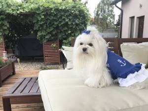 Kleidchen Shirt SEA WAVE für Hunde
