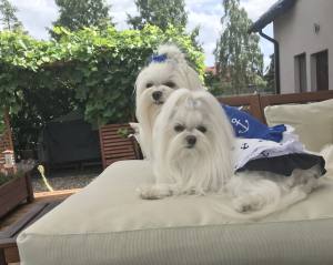 Kleidchen Shirt SEA WAVE für Hunde