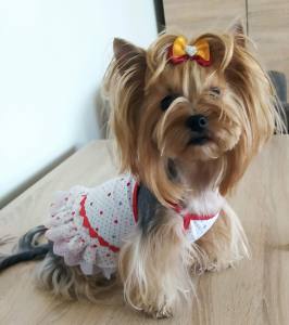 Kleidchen Shirt SUMMER EXPRESSION für Hunde