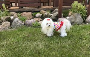 Kleidchen Shirt SUMMER SPELL für Hunde