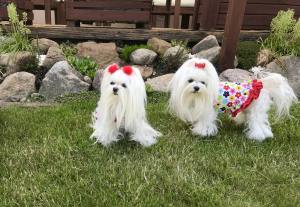 Kleidchen Shirt SUMMER SPELL für Hunde