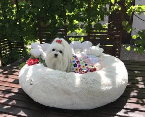 Kleidchen Shirt SUMMER SPELL für Hunde