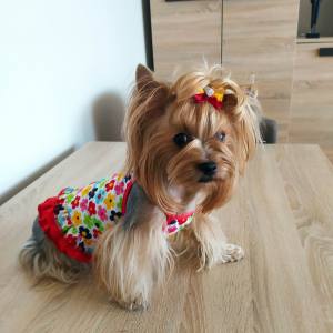 Kleidchen Shirt SUMMER SPELL für Hunde