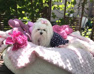 Kleidchen Shirt SUMMER WIND für Hunde