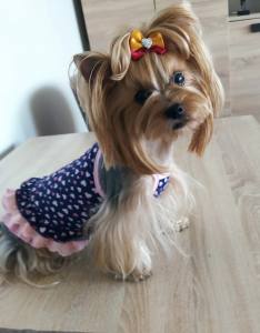 Kleidchen Shirt SUMMER WIND für Hunde