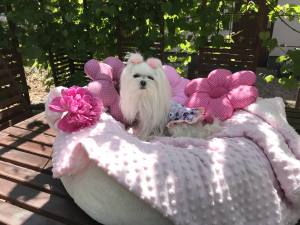 Kleidchen Shirt SUNNY SUMMER für Hunde