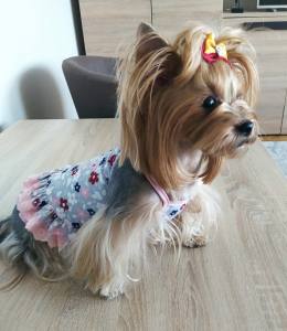 Kleidchen Shirt SUNNY SUMMER für Hunde