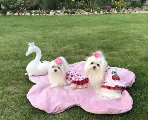 Kleidchen Shirt SWEET BIG CHERRY für Hunde