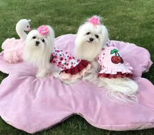 Kleidchen Shirt SWEET CHERRY für Hunde