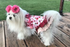 Kleidchen Shirt SWEET CHERRY für Hunde
