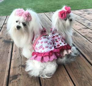 Kleidchen Shirt SWEET CHERRY für Hunde