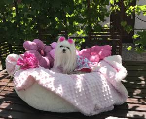 Kleidchen Shirt SWEET SUMMER für Hunde