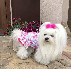 Kleidchen Shirt SWEET SUMMER für Hunde