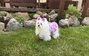 Kleidchen Shirt SWEET SUMMER für Hunde