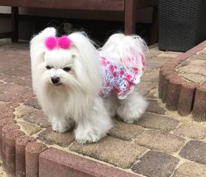 Kleidchen Shirt SWEET SUMMER für Hunde