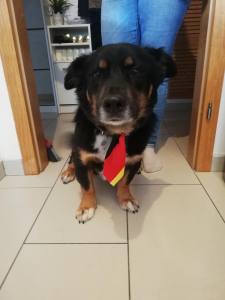 Krawatte  auf Halsband Deutschland