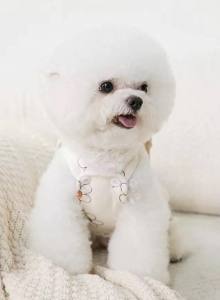 Latzhose Hundehose Winterhose FLOWER CREME