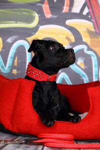 Lederhalsband   BIG DOG mit NIETEN Gr.4