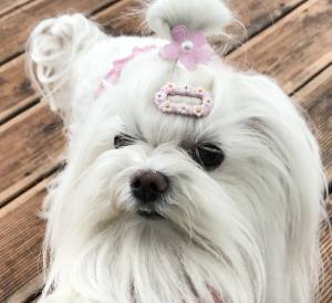 Hunde MINI FLOWERS Spange Klipp ,Kamm Clip Spange Metall Haarspange