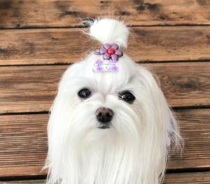 Hunde MINI FLOWERS Spange Klipp ,Kamm Clip Spange Metall Haarspange