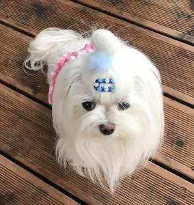 Hunde MINI FLOWERS Spange Klipp ,Kamm Clip Spange Metall Haarspange