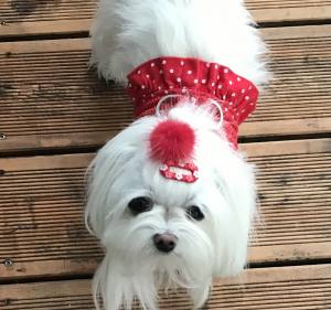 Hunde MINI FLOWERS Spange Klipp ,Kamm Clip Spange Metall Haarspange