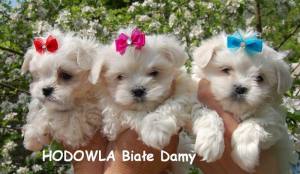 Hunde Mini Schleife auf Gummiring STRASS