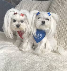 Mini Spange BRILLIANT für Welpen und Mini Hunde