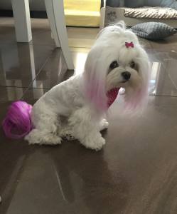 Mini Spange BRILLIANT für Welpen und Mini Hunde