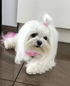 Mini Spange BRILLIANT für Welpen und Mini Hunde