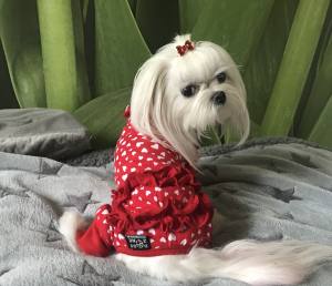 Mini Spange BRILLIANT für Welpen und Mini Hunde