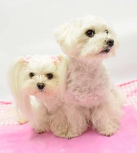 Hunde Mini Spange KESSI