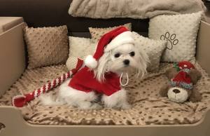 Nikolaus Mütze Hundemütze Dogszone
