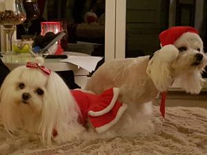Nikolaus Mütze Hundemütze Dogszone