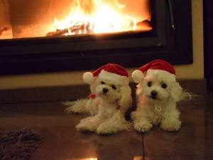 Nikolaus Mütze Hundemütze Dogszone