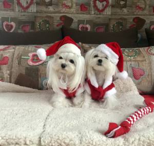 Nikolaus Mütze Hundemütze Dogszone