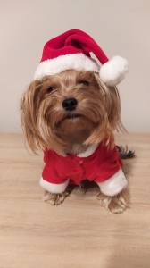Nikolaus Mütze Hundemütze Dogszone
