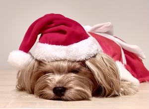 Nikolaus Mütze Hundemütze Dogszone