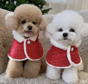 Nikolaus Umhang Cappe