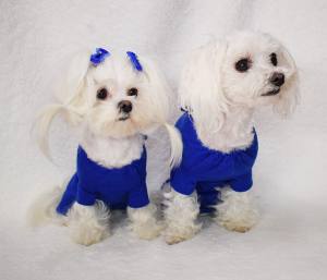 OP Body Hemd für Hunde BLUE KÖNIGSBLAU