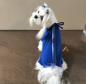 OP Body Hemd für Hunde BLUE KÖNIGSBLAU