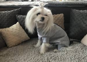 OP Body Hemd für Hunde GREY LIGHT