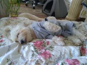 OP Body Hemd für Hunde GREY LIGHT