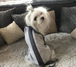OP Body Hemd für Hunde GREY LIGHT