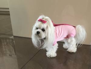 OP Body Hunde Body EXTRA für Weibchen ROSA