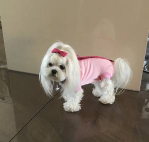 OP Body Hunde Body EXTRA für Weibchen ROSA