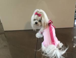 OP Body Hunde Body EXTRA für Weibchen ROSA