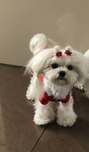 OP Body Hunde Body EXTRA für Weibchen RED