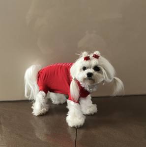 OP Body Hunde Body EXTRA für Weibchen RED